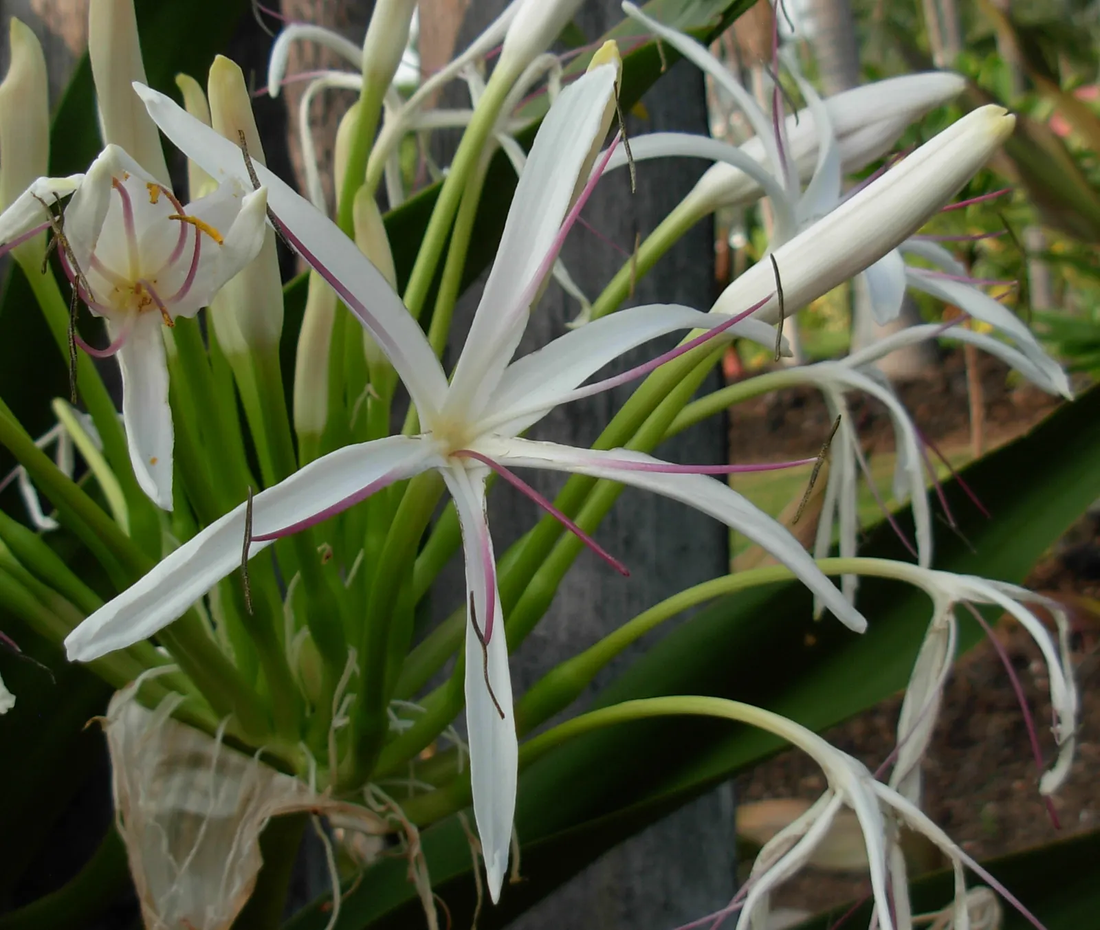White Spider Lily (Lycoris Radiata 'White') — This perennial bulb is part of the Amaryllidaceae family and is renowned for its elegant