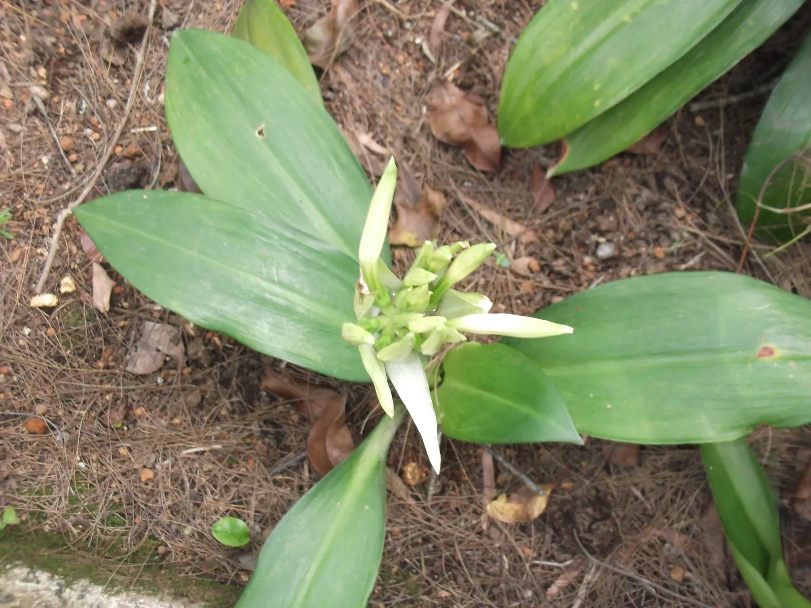 White Spider Lily (Lycoris Radiata 'White') — it's important to avoid overwatering