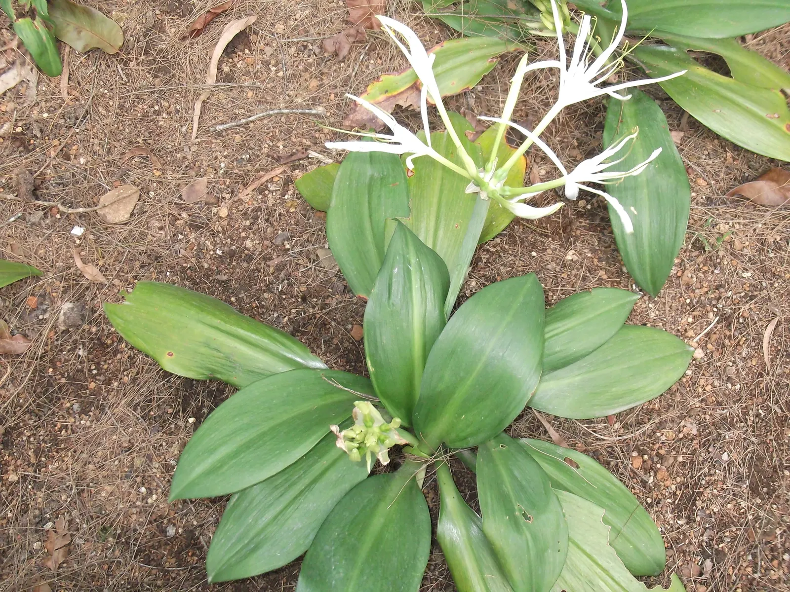 White Spider Lily (Lycoris Radiata 'White') — This perennial bulb is part of the Amaryllidaceae family and is renowned for its elegant; this plant favors