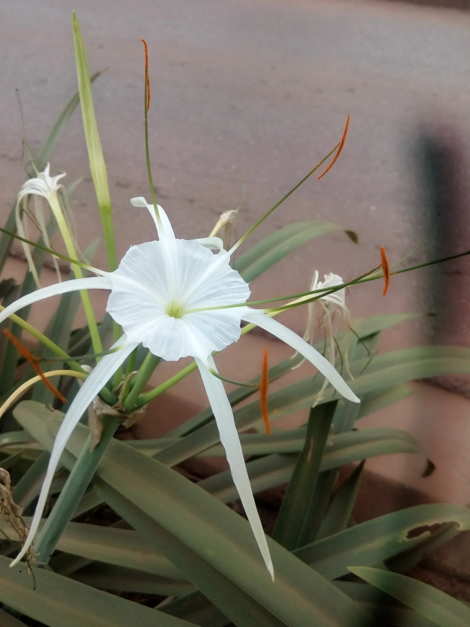White Spider Lily (Lycoris Radiata 'White') — spindly petals that exude an almost ethereal quality when in bloom.<br><br>Typically; as it can be detrimental to