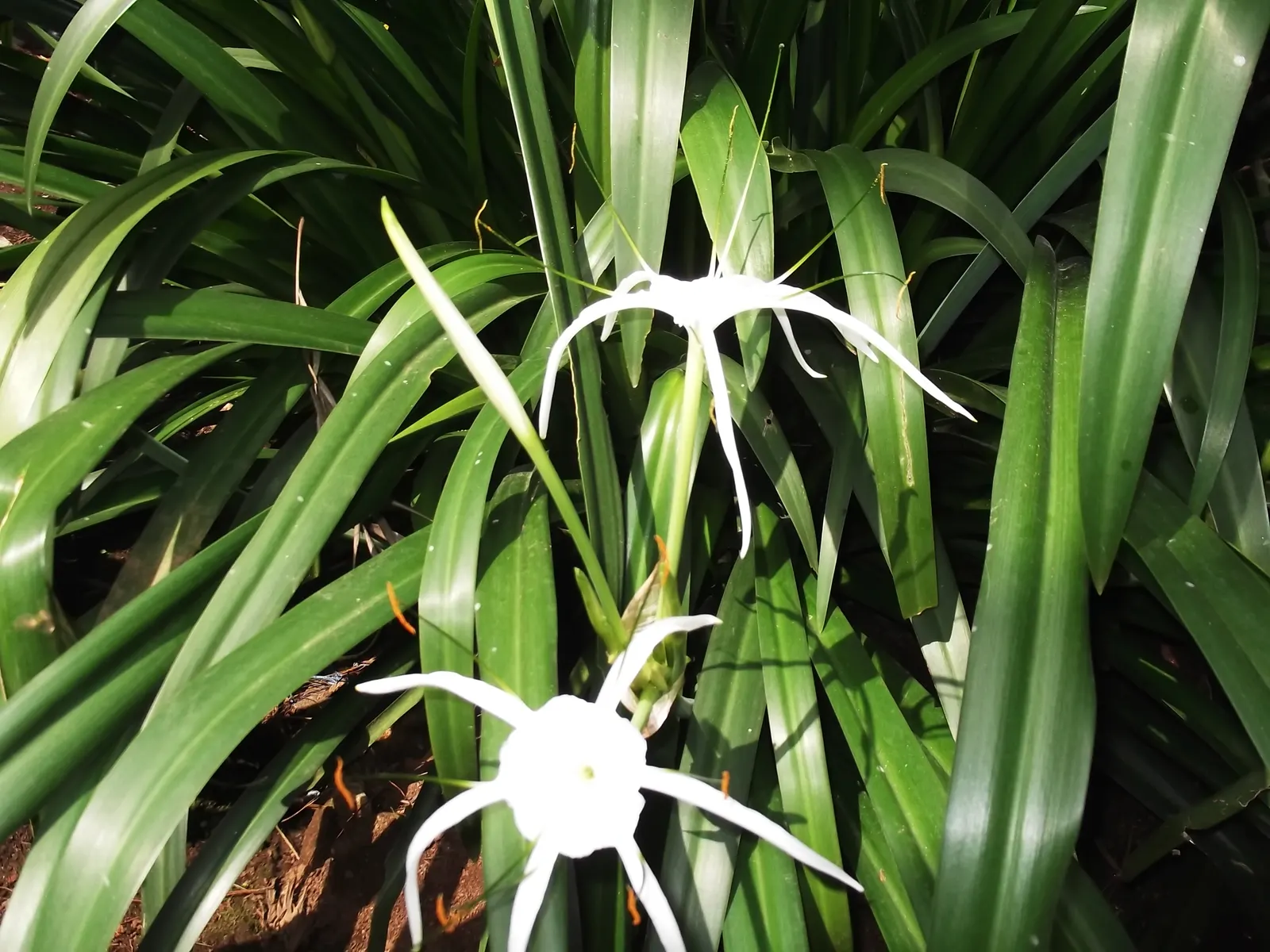 White Spider Lily (Lycoris Radiata 'White') — They prefer well-drained soil and full to partial sun