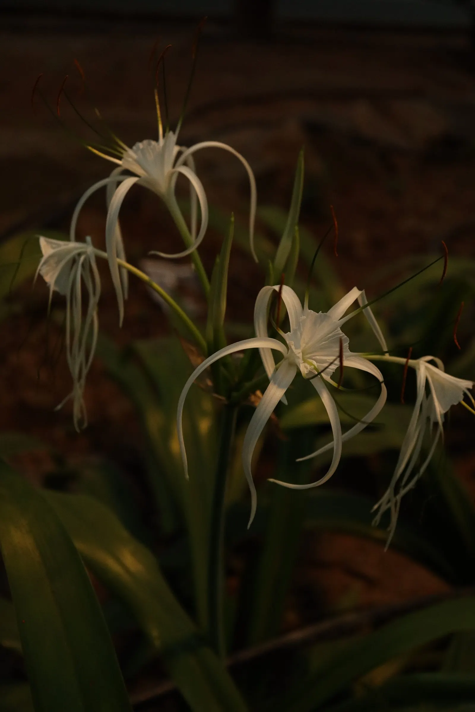 White Spider Lily (Lycoris Radiata 'White') — commonly referred to as the White Spider Lily; white flowers in the garden
