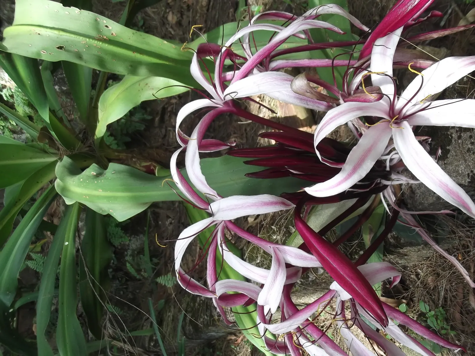 White Spider Lily (Lycoris Radiata 'White') — White Spider Lilies reach a height of about 12 to 18 inches and spread roughly 9 to 12 inches wide