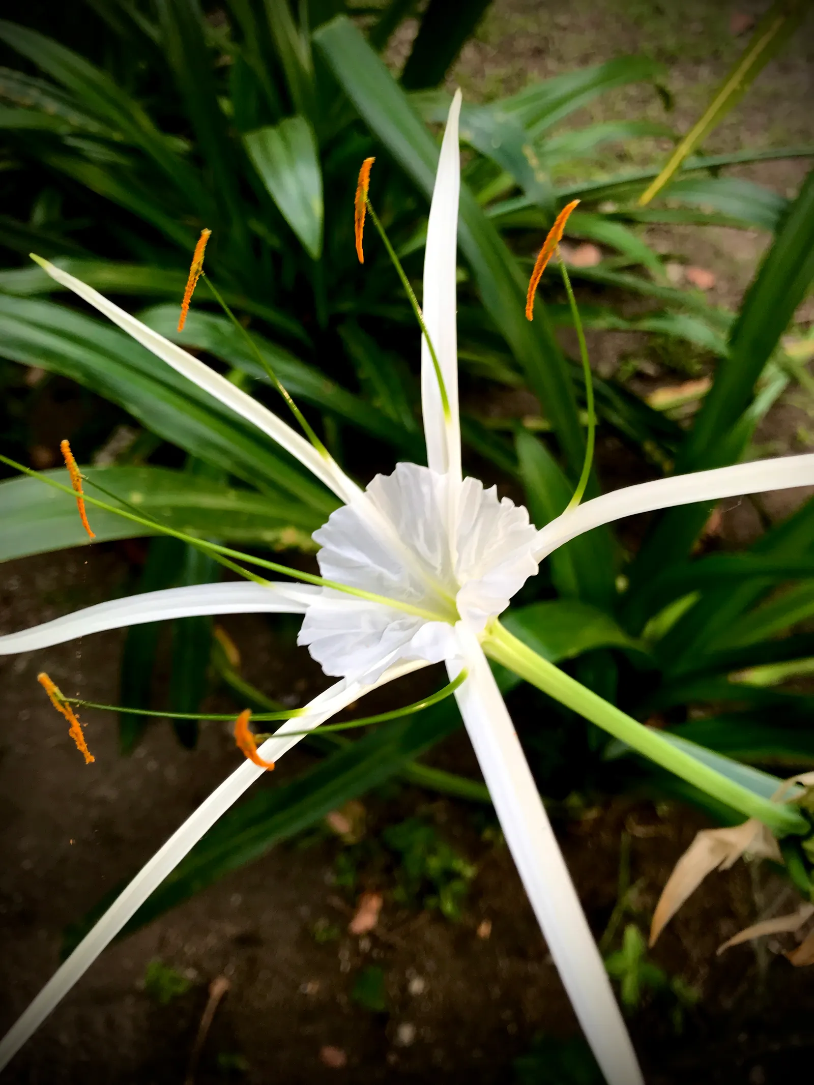 White Spider Lily (Lycoris Radiata 'White') — The blossoms are fragrant