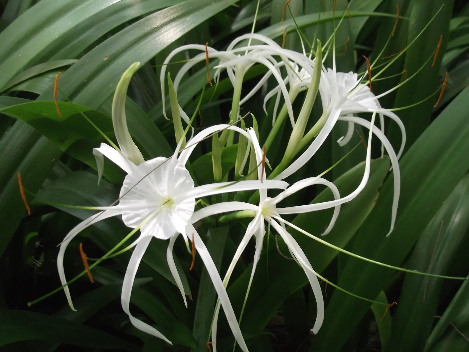 White Spider Lily (Lycoris Radiata 'White') — they are perfect for adding a touch of elegance to borders and floral arrangements with minimal, image 30