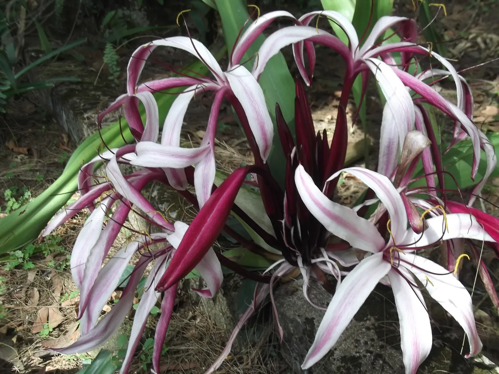 White Spider Lily (Lycoris Radiata 'White') — offering a surprise late-season show when much of the garden has finished its display