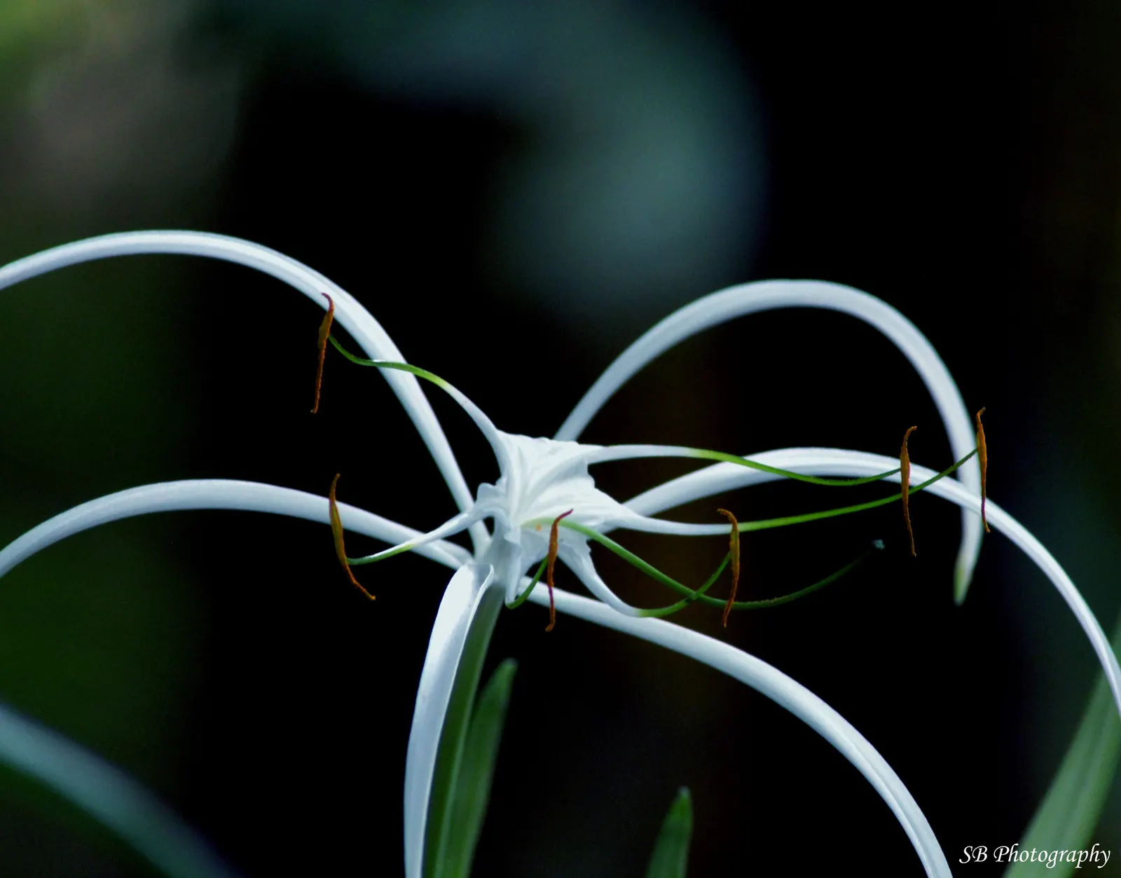 White Spider Lily (Lycoris Radiata 'White') — They prefer well-drained soil and full to partial sun; white Spider Lily (Lycoris radiata 'White') showcases