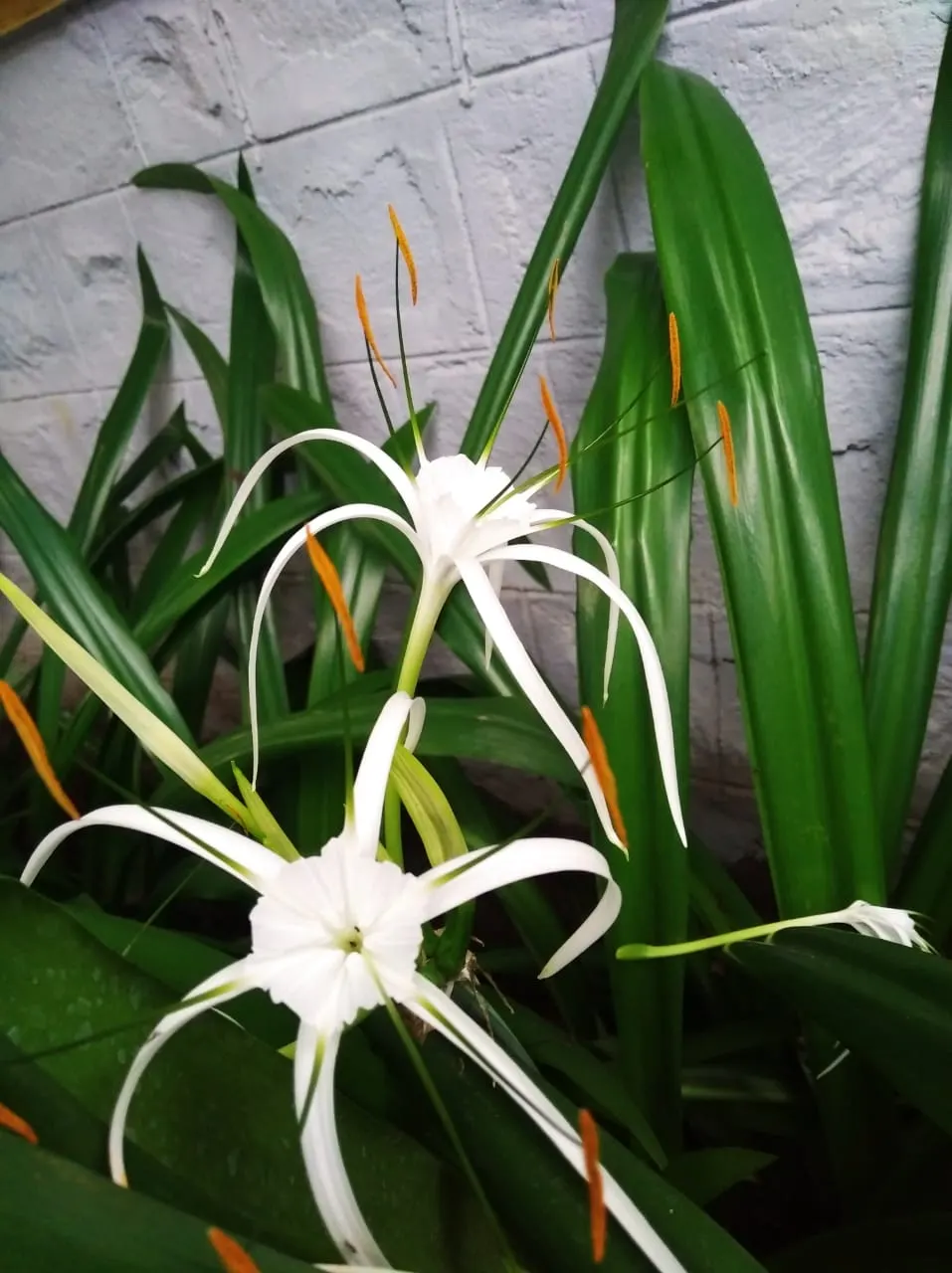 White Spider Lily (Lycoris Radiata 'White') — that vividly contrast against its verdant foliage