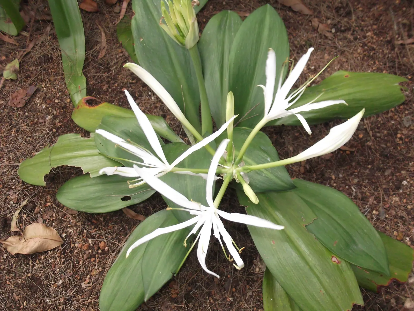 White Spider Lily (Lycoris Radiata 'White') — White Spider Lily (Lycoris radiata 'White') showcases delicate ivory blossoms with long