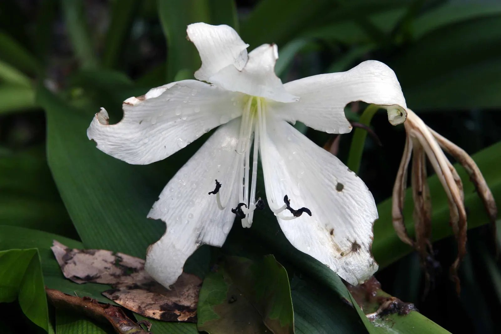 White Spider Lily (Lycoris Radiata 'White') — which can create a visually compelling feature