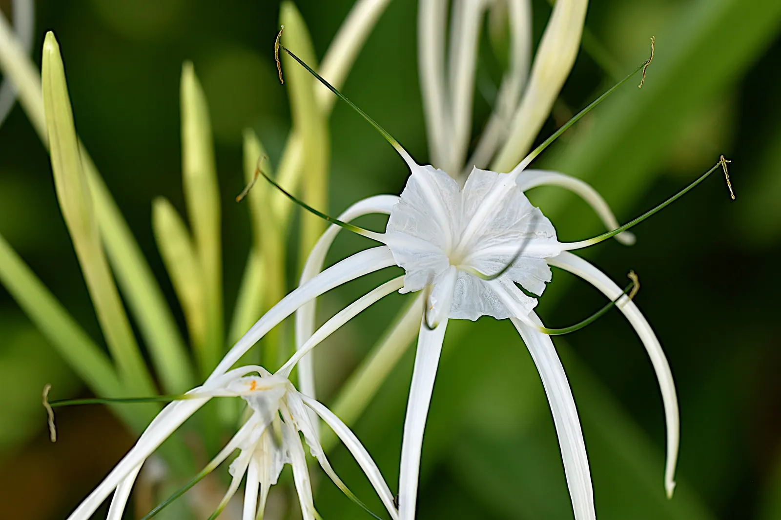 White Spider Lily (Lycoris Radiata 'White') — they are perfect for adding a touch of elegance to borders and floral arrangements with minimal annual care