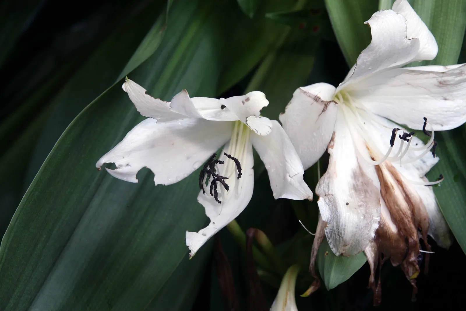 White Spider Lily (Lycoris Radiata 'White') — bulb with white blooms