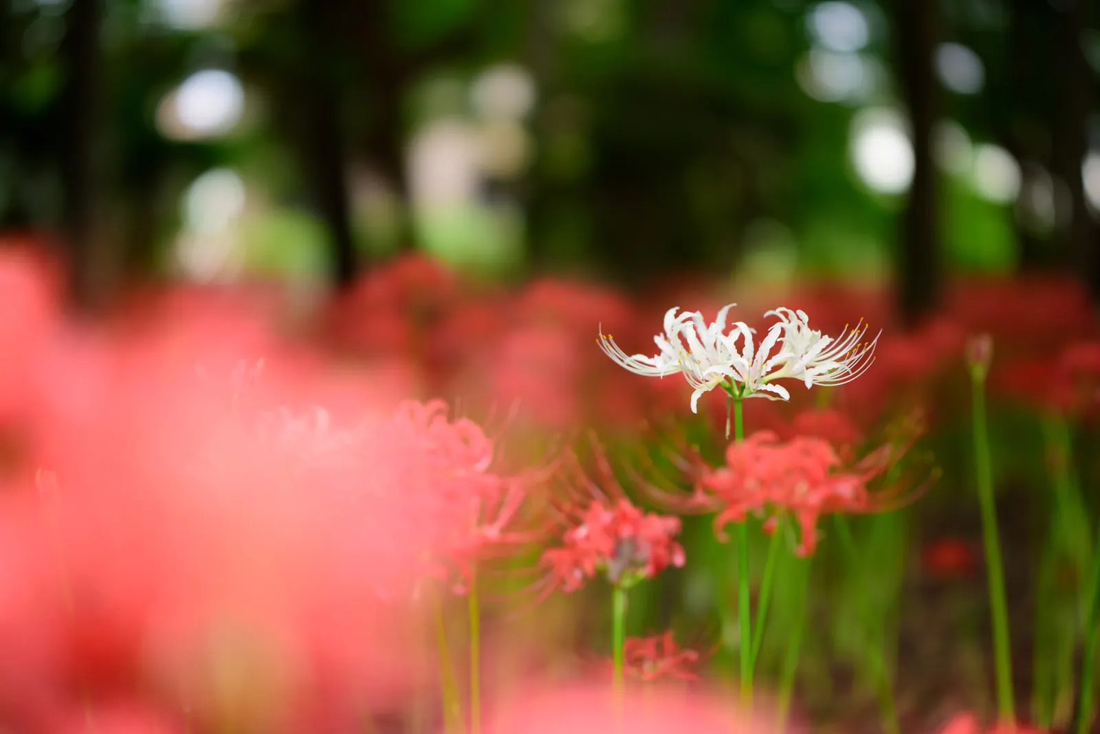 White Spider Lily (Lycoris Radiata 'White') — White Spider Lilies reach a height of about 12 to 18 inches and spread roughly 9 to 12 inches wide; that vividly