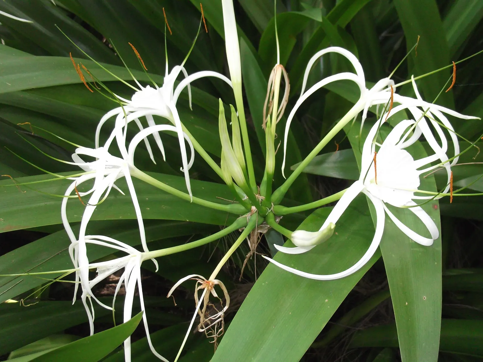White Spider Lily (Lycoris Radiata 'White') — as it can be detrimental to bulb health