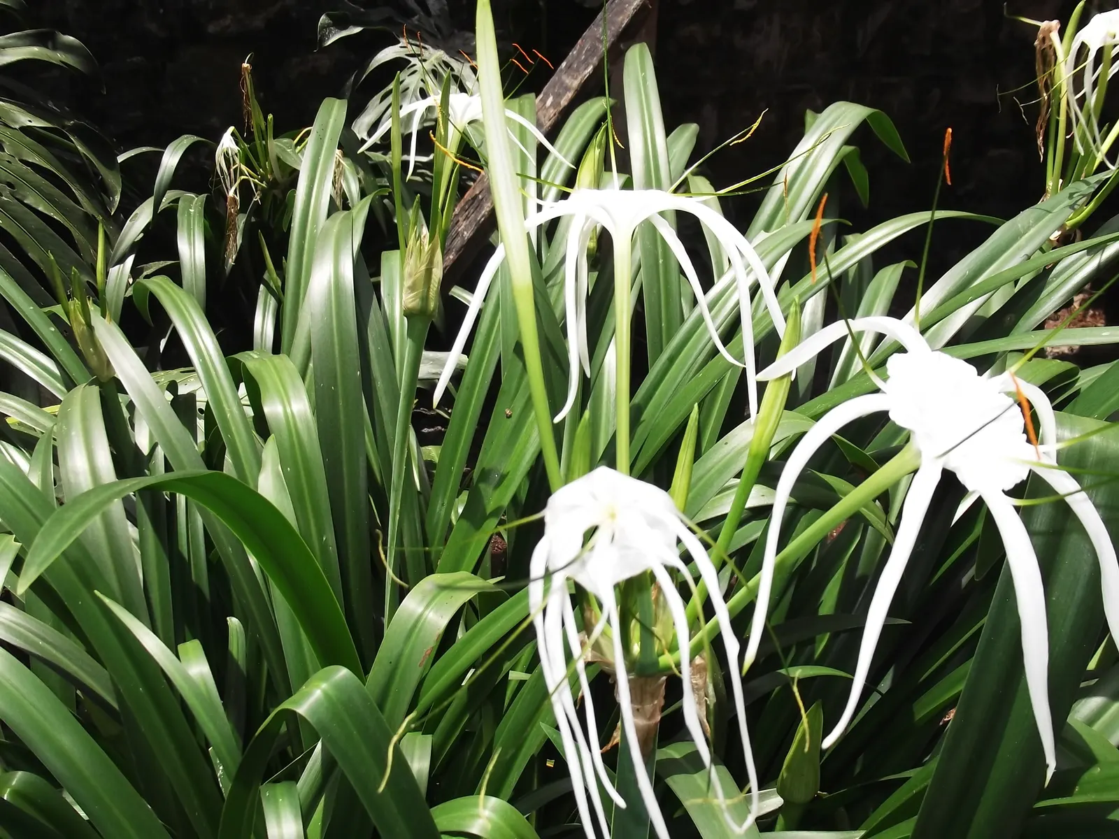 White Spider Lily (Lycoris Radiata 'White') — spindly petals that exude an almost ethereal quality when in bloom.<br><br>Typically