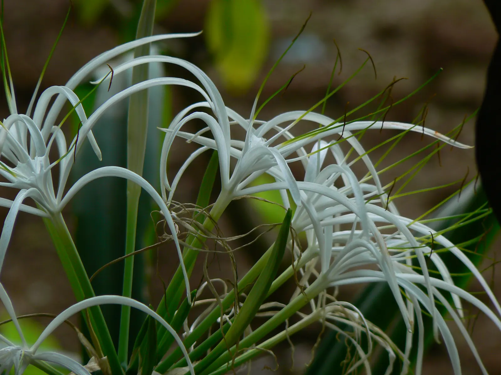 White Spider Lily (Lycoris Radiata 'White') — white flowers in the garden