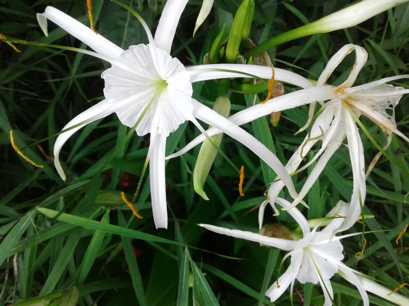 White Spider Lily (Lycoris Radiata 'White') — Although it tolerates partial shade