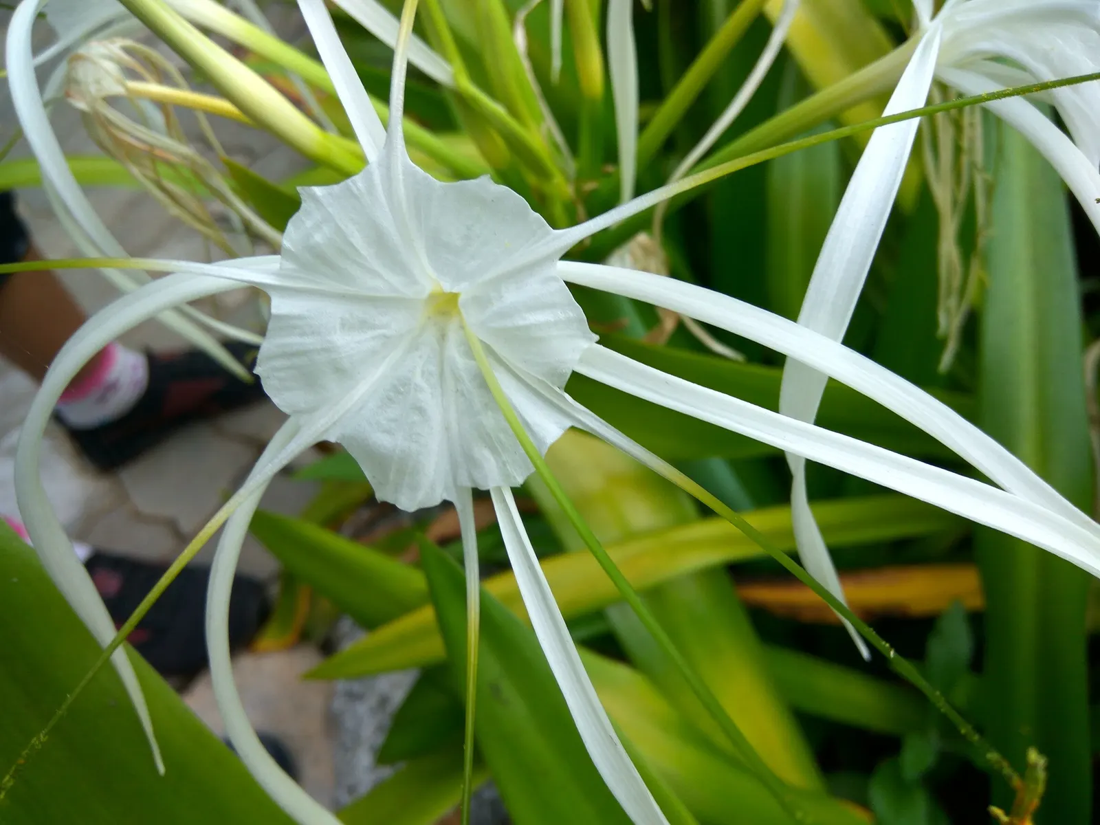 White Spider Lily (Lycoris Radiata 'White') — This plant favors well-drained soil and thrives in USDA hardiness zones 6 through 10