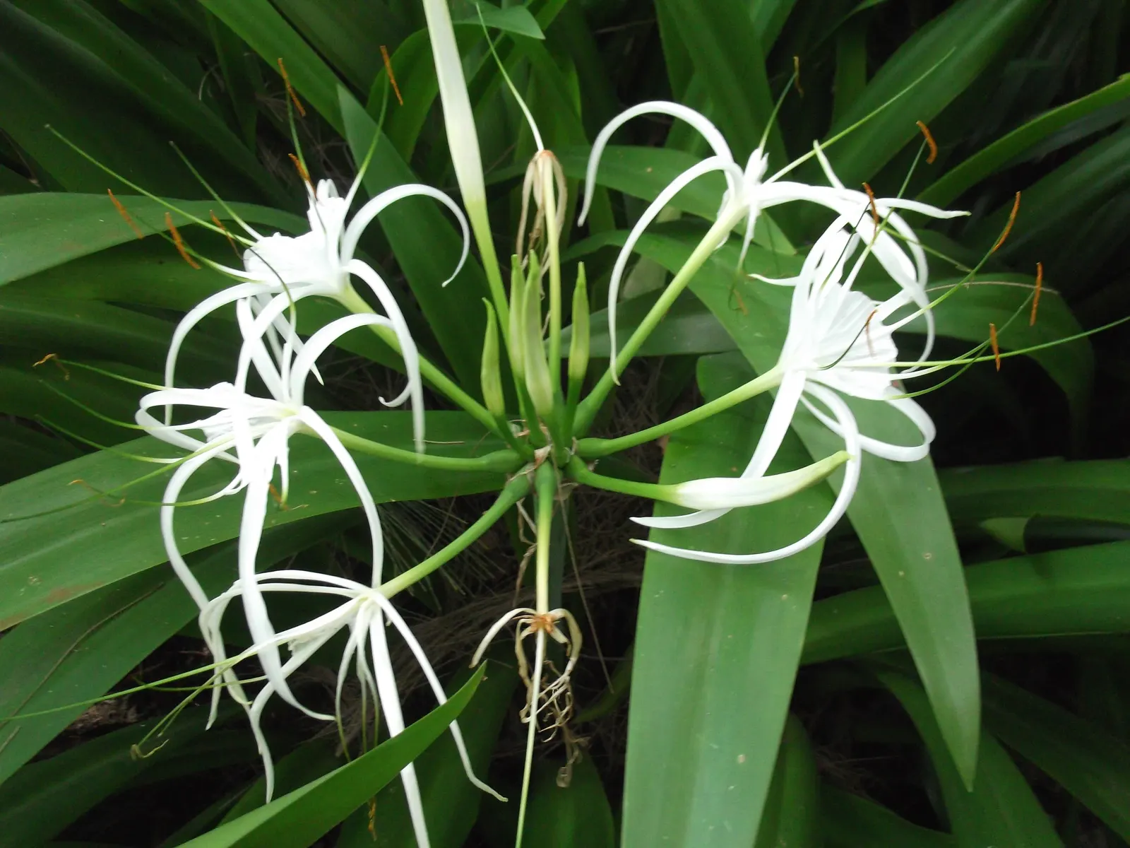 White Spider Lily (Lycoris Radiata 'White') — These perennials reach about 18-24 inches tall and thrive in USDA zones 6-10; it's important to avoid overwatering