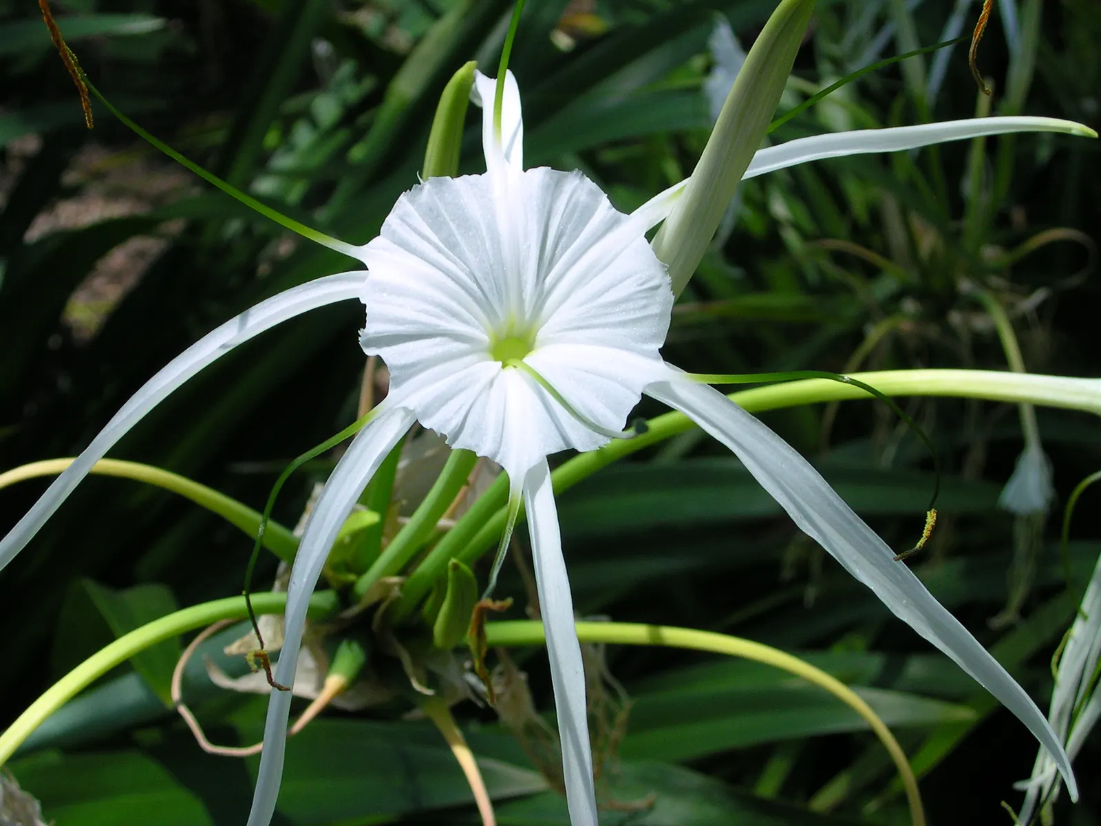 White Spider Lily (Lycoris Radiata 'White') — presents a unique and striking addition to any landscape design