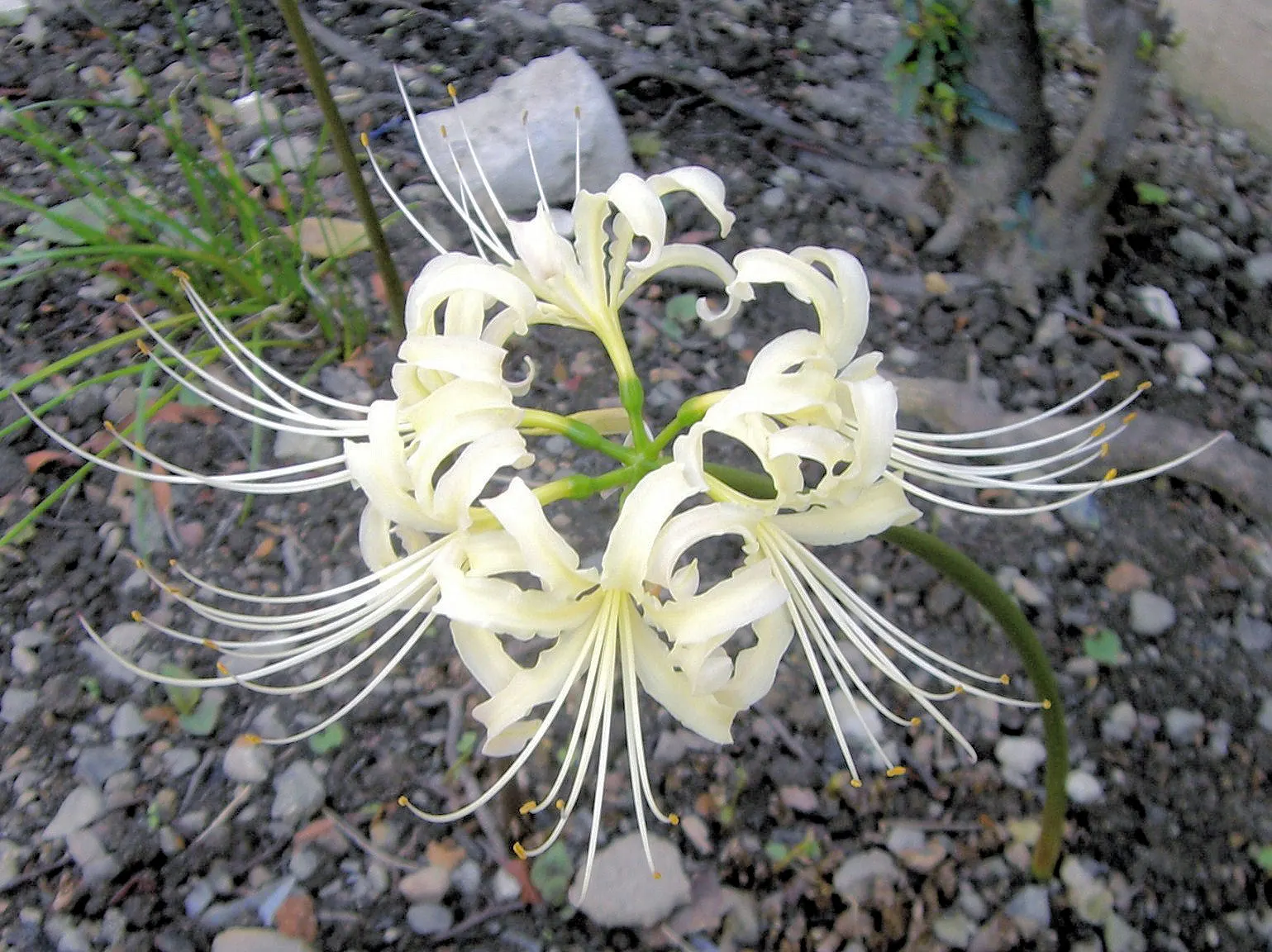 White Spider Lily (Lycoris Radiata 'White') — Blooming in late summer to early fall; presents a unique and striking addition to any landscape design