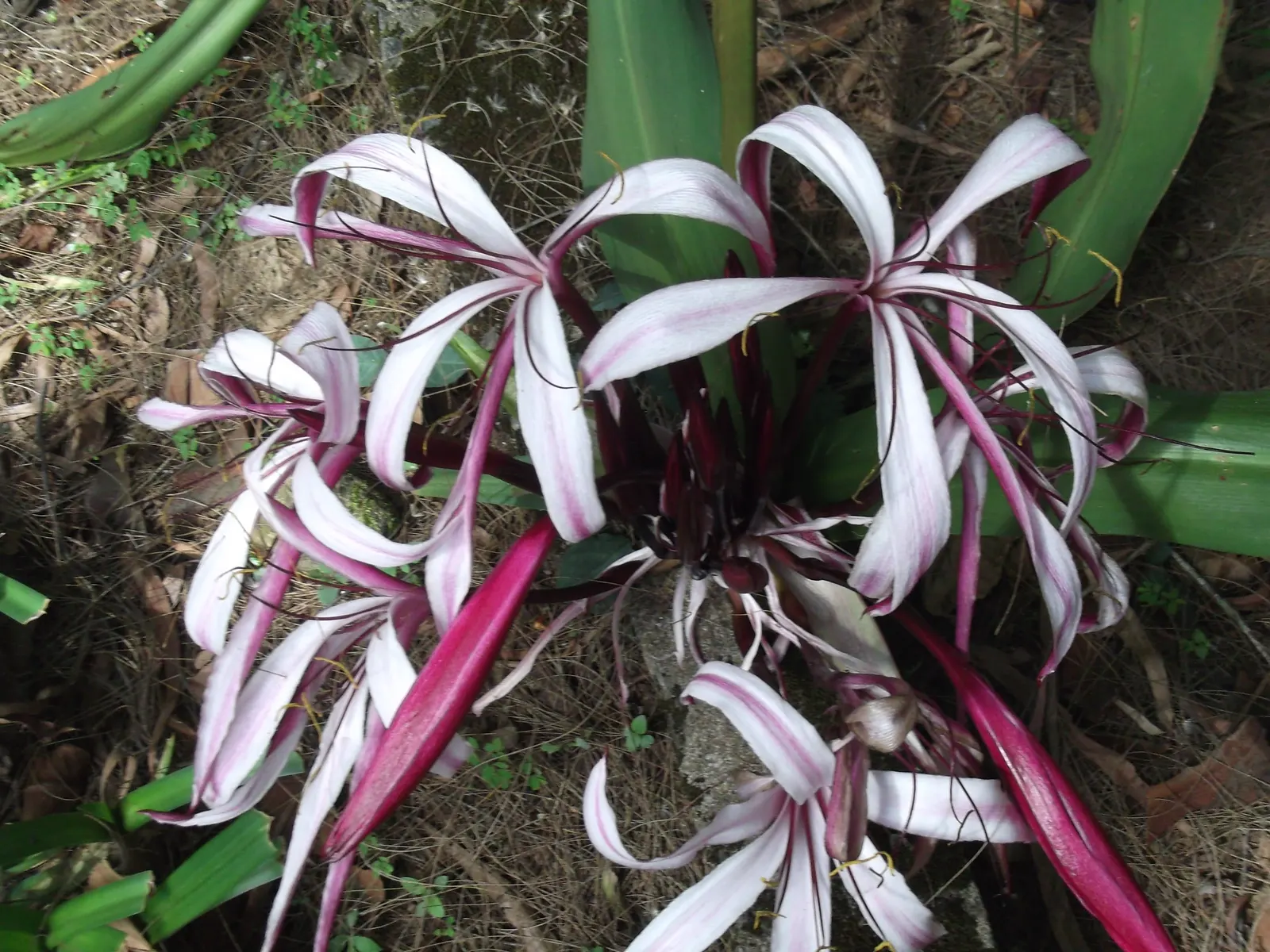 White Spider Lily (Lycoris Radiata 'White') — making it adaptable to a variety of climate conditions