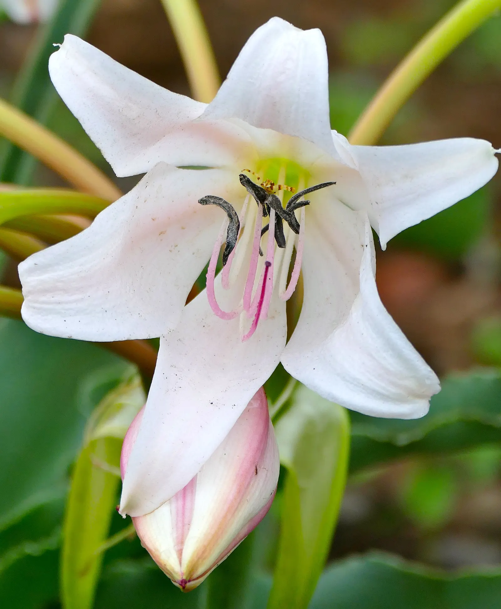 White Spider Lily (Lycoris Radiata 'White') — These perennials reach about 18-24 inches tall and thrive in USDA zones 6-10