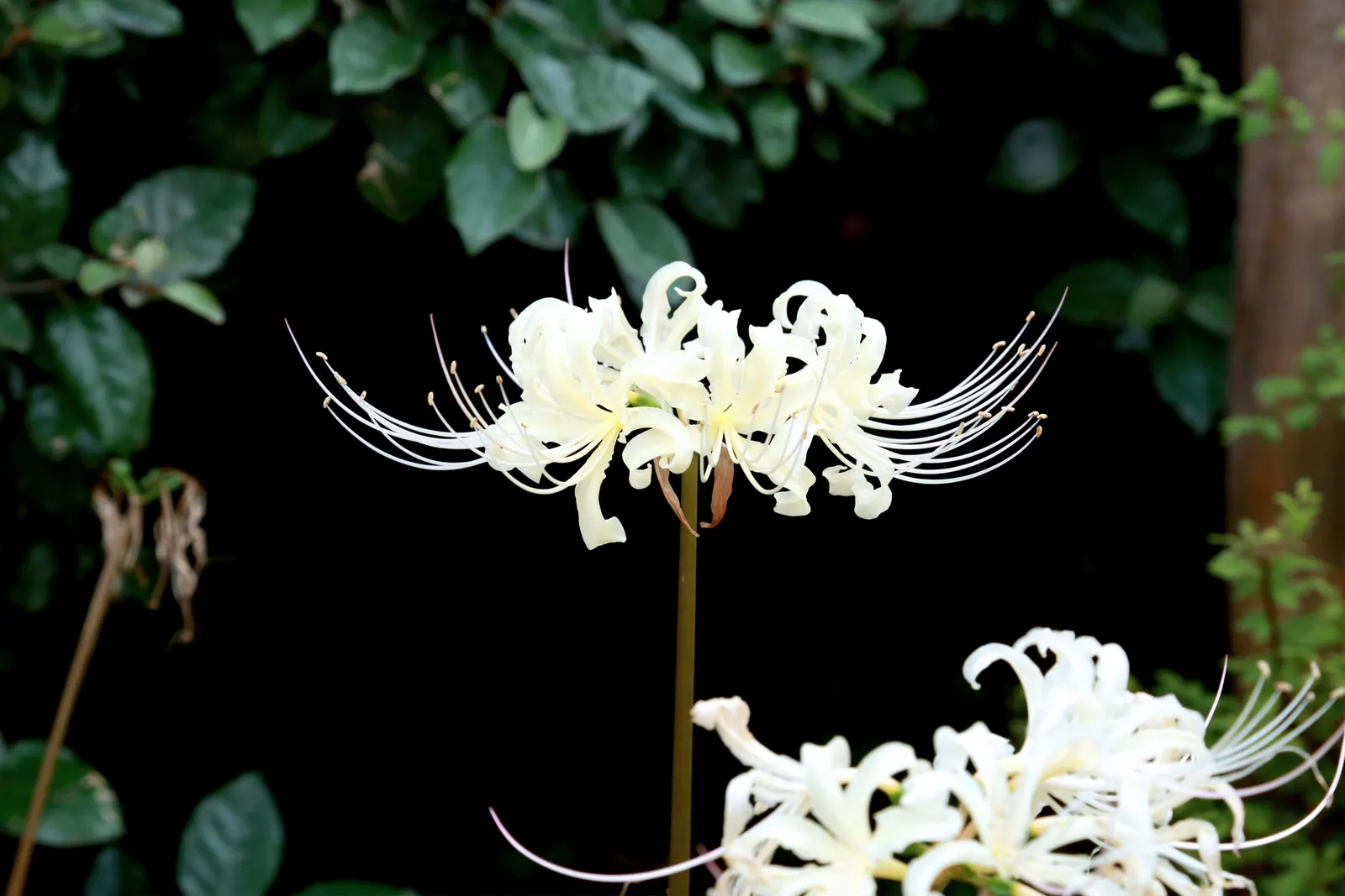 White Spider Lily (Lycoris Radiata 'White') — bulb for full or half or shade