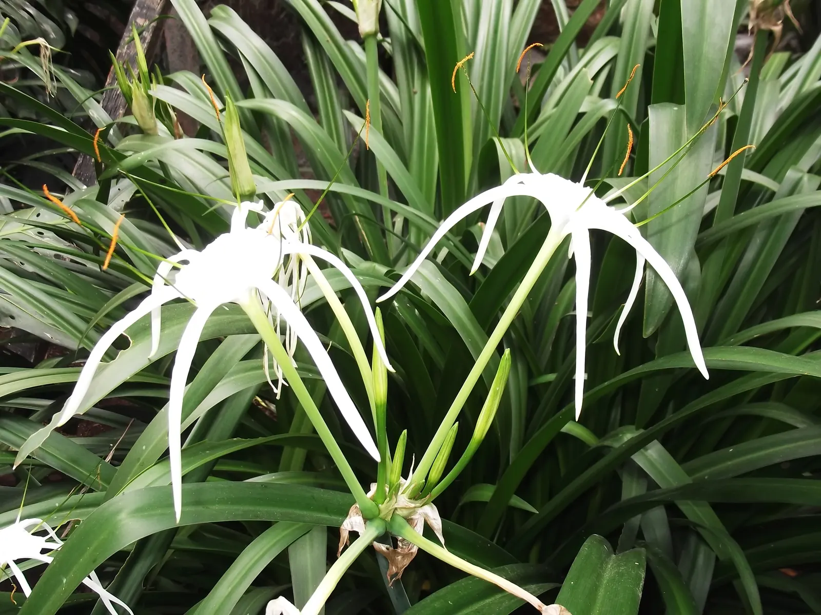 White Spider Lily (Lycoris Radiata 'White') — commonly referred to as the White Spider Lily