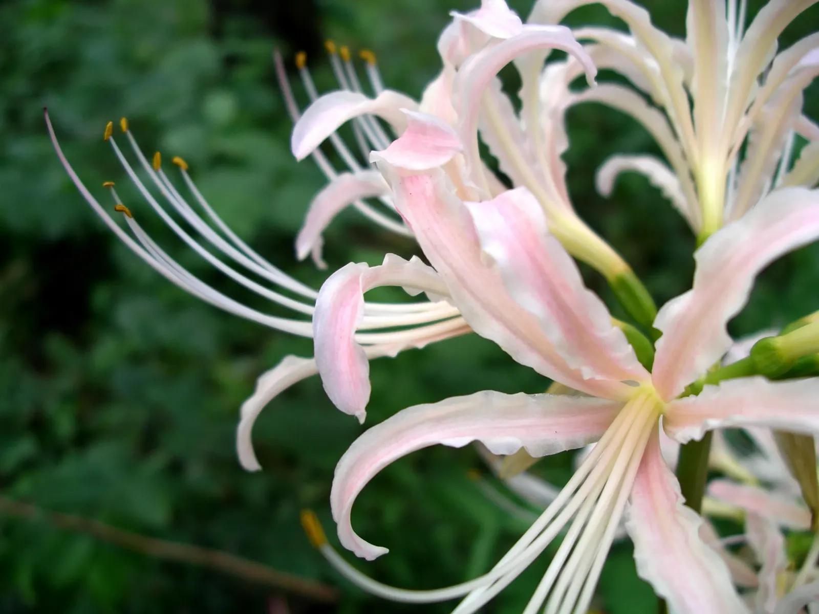 White Spider Lily (Lycoris Radiata 'White') — that vividly contrast against its verdant foliage; white Spider Lilies reach a height of about 12 to 18 inches