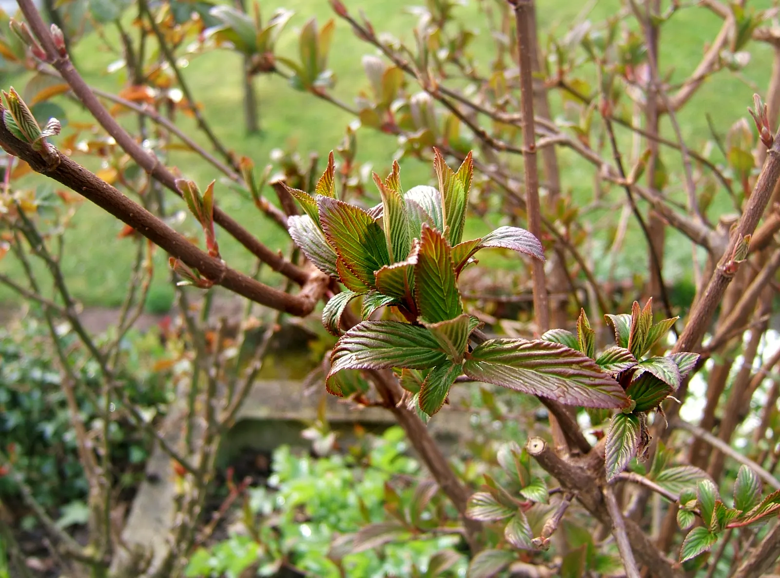 All That Glows® Arrowwood Viburnum (Viburnum dentatum var. deamii) — is a deciduous shrub with exceptionally glossy green foliage