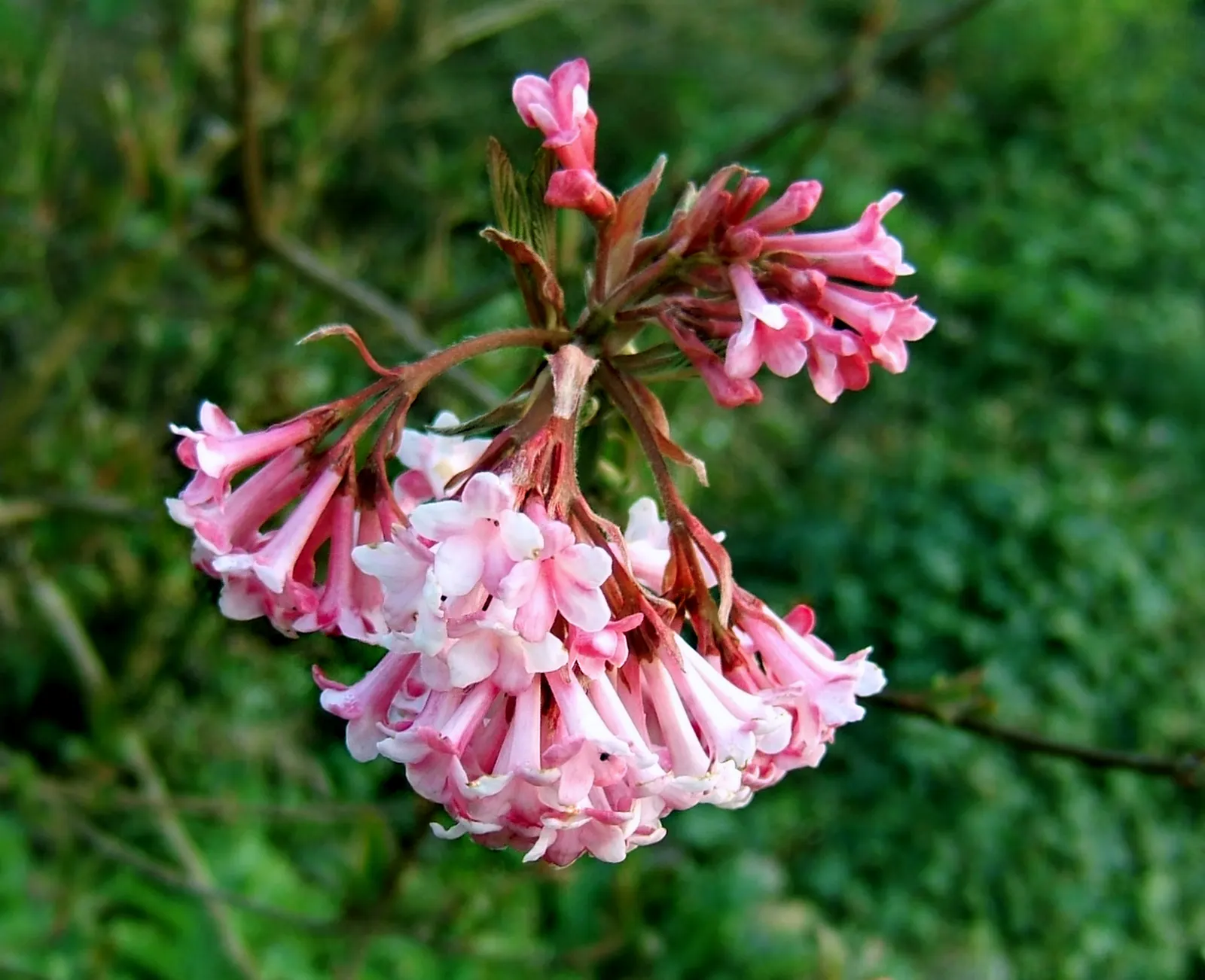 All That Glows® Arrowwood Viburnum (Viburnum dentatum var. deamii) — valued for foliage with an unusually glossy