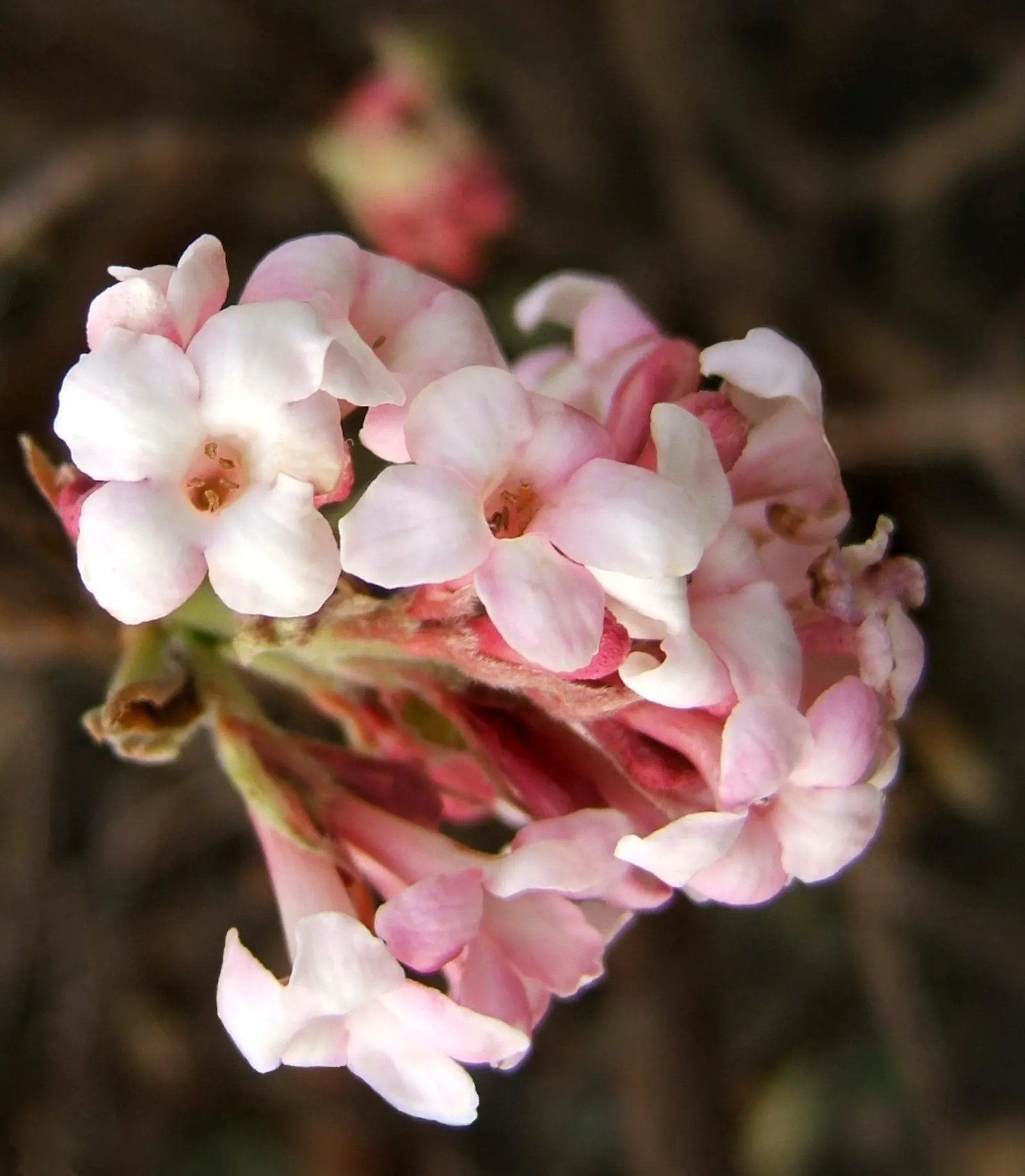 All That Glows® Arrowwood Viburnum (Viburnum dentatum var. deamii) — early-summer white flower clusters
