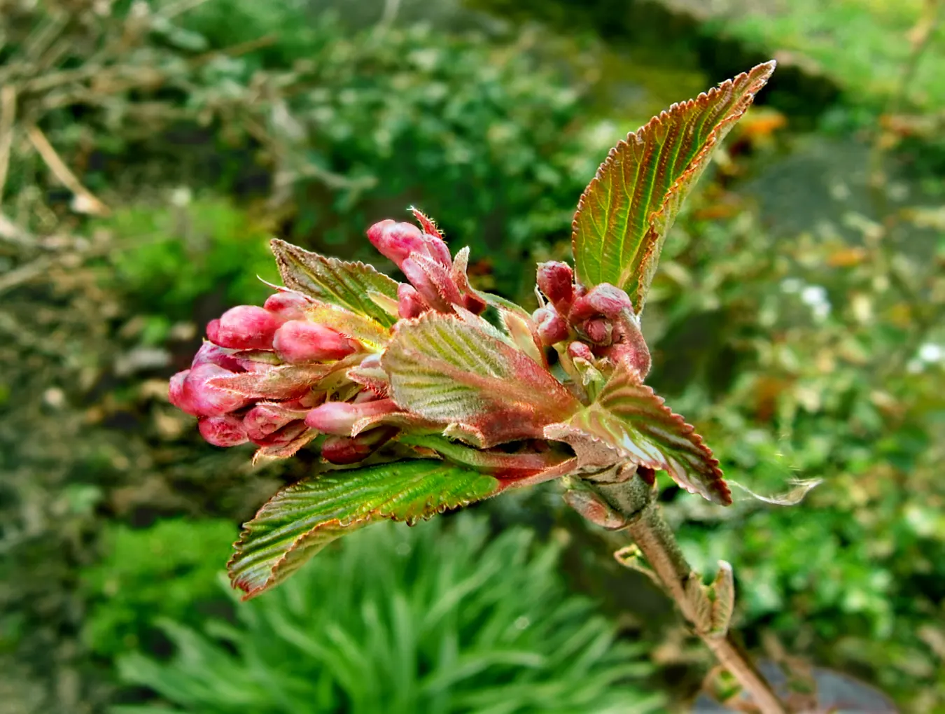 All That Glows® Arrowwood Viburnum (Viburnum dentatum var. deamii) — All That Glows® Arrowwood Viburnum, or Viburnum dentatum var