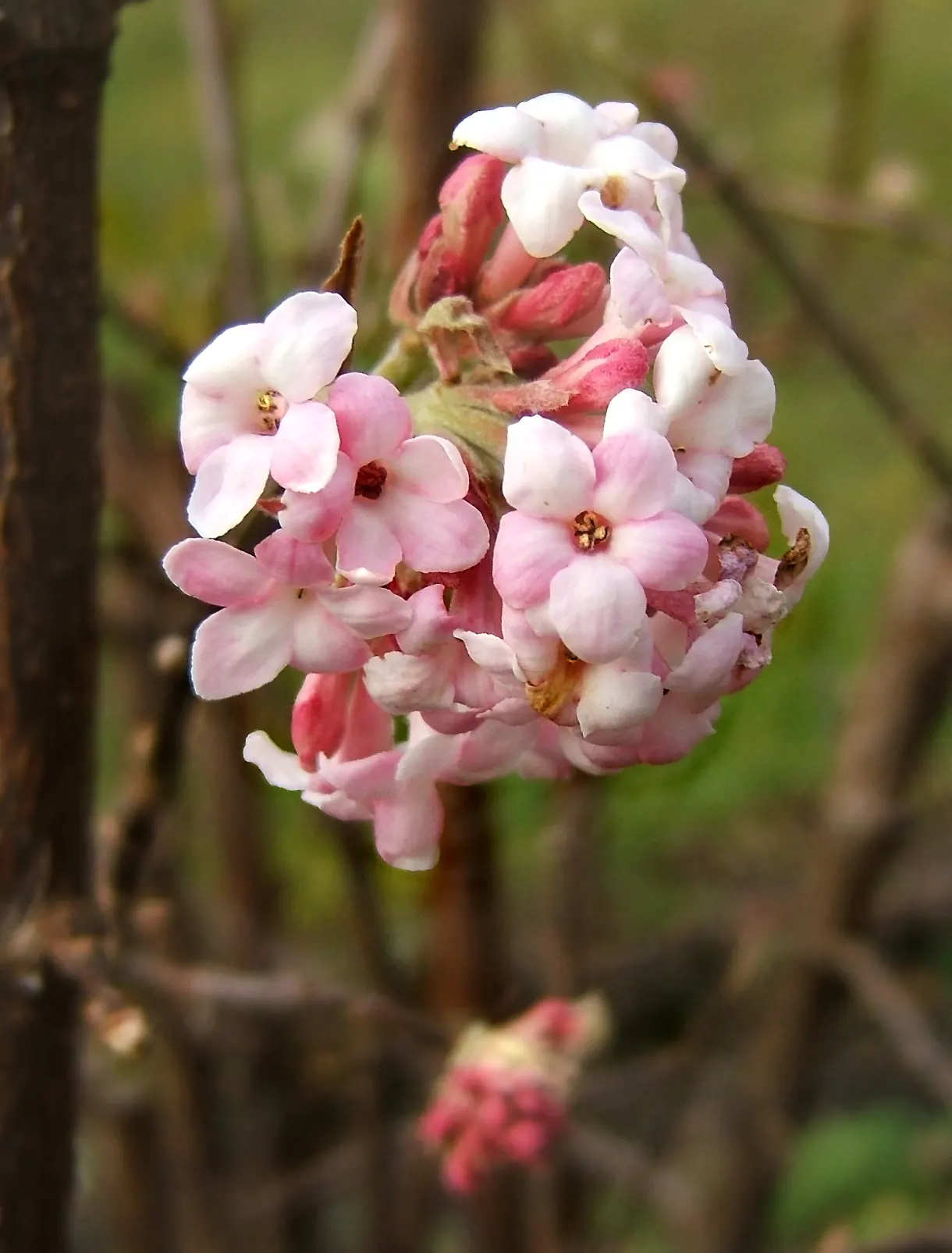 All That Glows® Arrowwood Viburnum (Viburnum dentatum var. deamii) — Grow in sun to part sun with average moisture and moist, well-drained soil