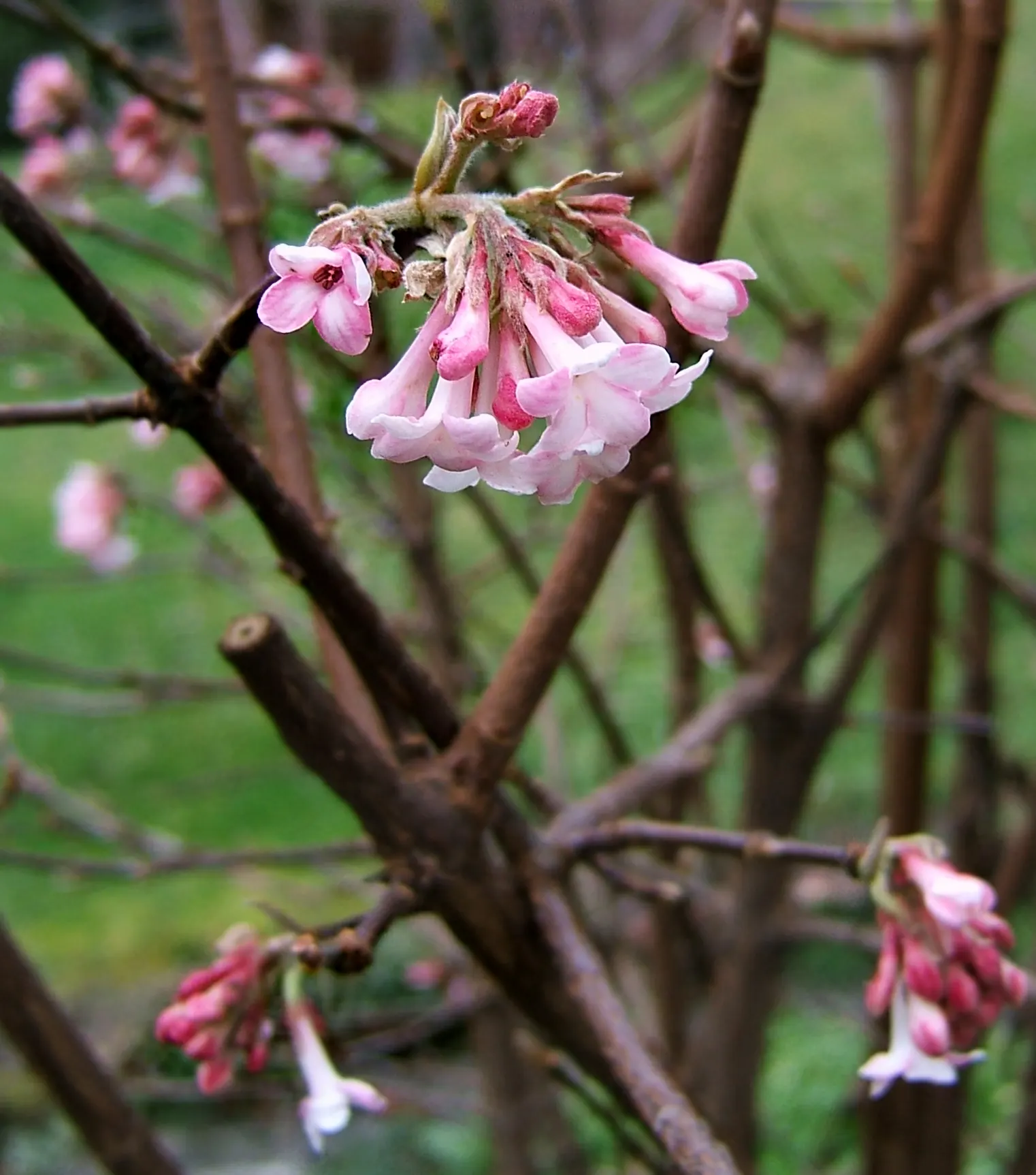 All That Glows® Arrowwood Viburnum (Viburnum dentatum var. deamii) — refined backdrop through the growing season