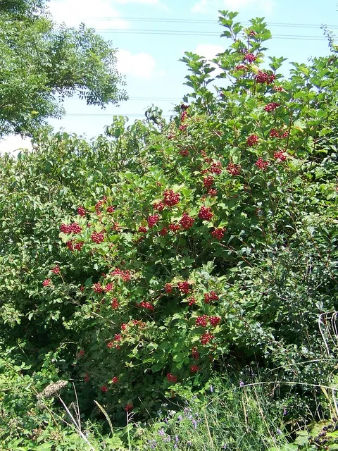 All That Glows® Arrowwood Viburnum (Viburnum dentatum var. deamii) — commonly referred to as All That Glows® Arrowwood Viburnum
