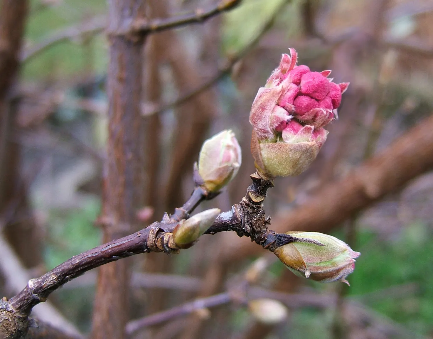 All That Glows® Arrowwood Viburnum (Viburnum dentatum var. deamii) — Its upright form matures 4-6 feet tall and wide