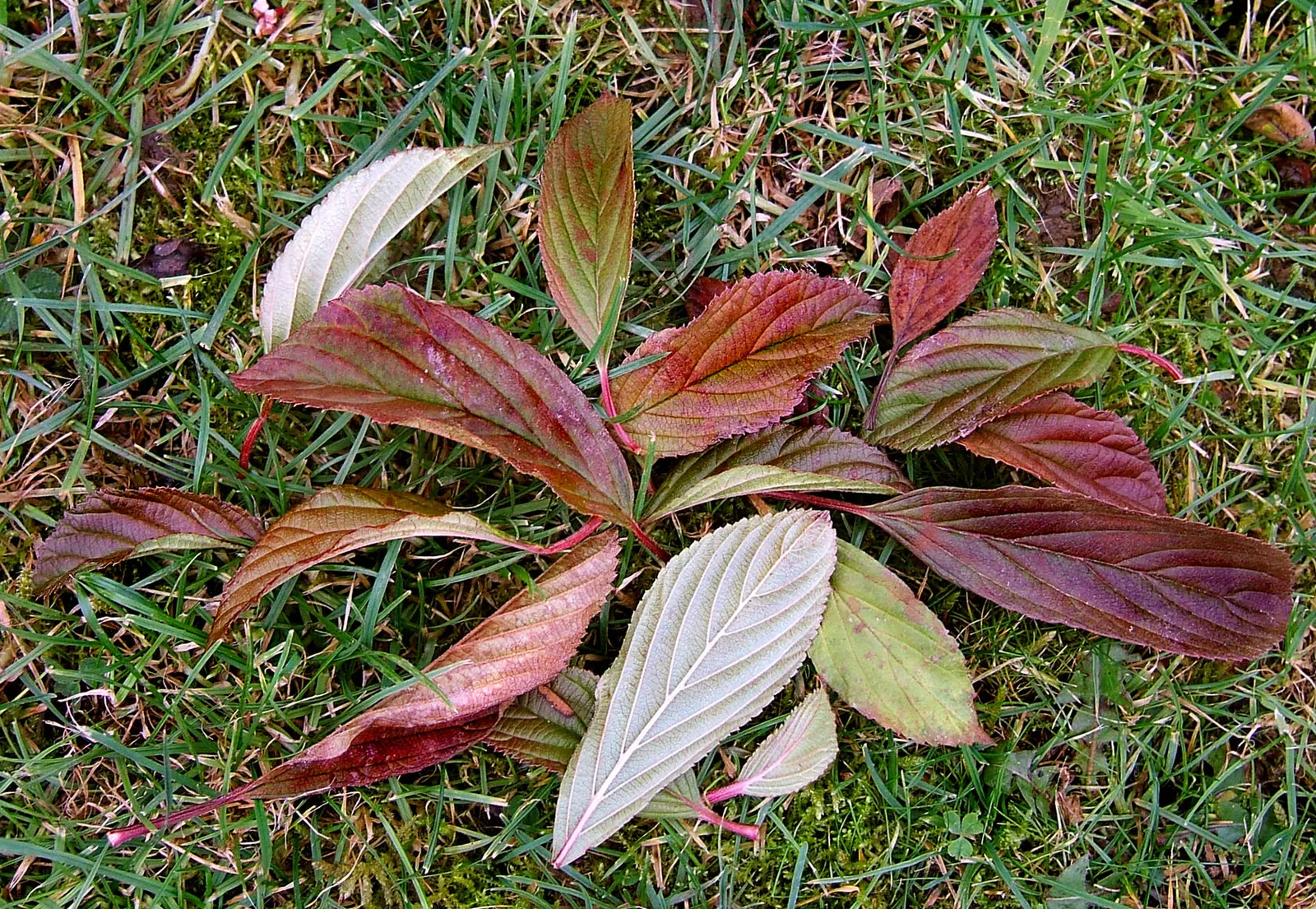 All That Glows® Arrowwood Viburnum (Viburnum dentatum var. deamii) — The Viburnum dentatum var