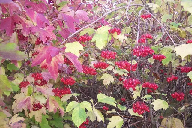 All That Glows® Arrowwood Viburnum (Viburnum dentatum var. deamii) — is a polished deciduous shrub from the Proven Winners® collection