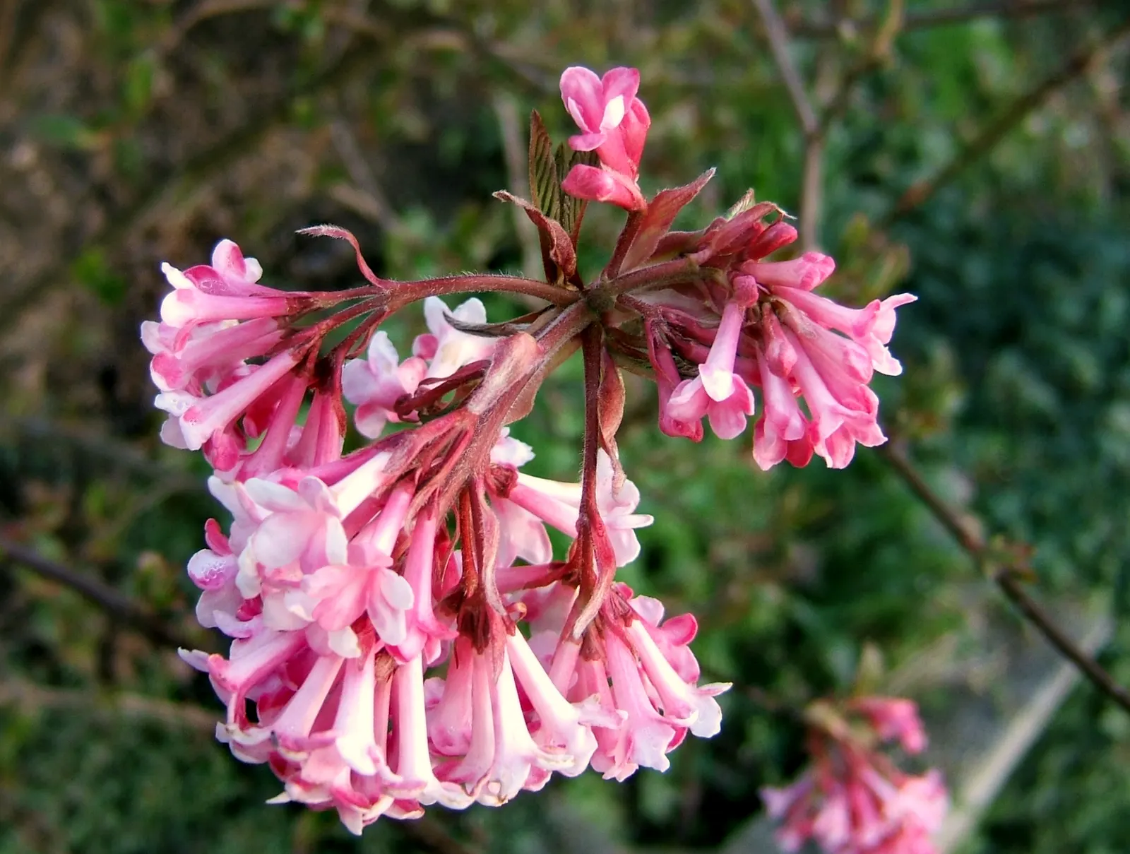 All That Glows® Arrowwood Viburnum (Viburnum dentatum var. deamii) — Its upright habit carries dense green leaves that create a lush