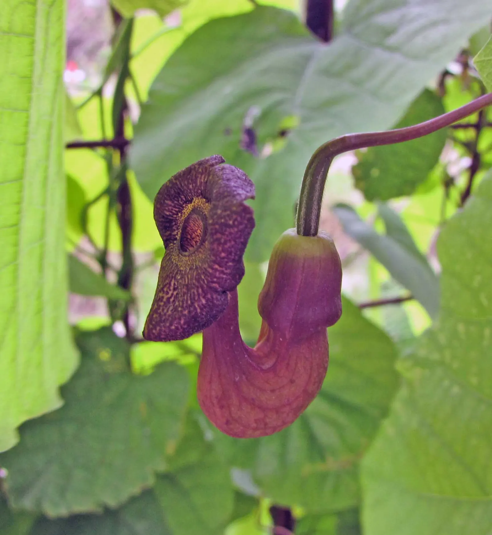 Dutchman's Pipe Vine (Aristolochia Durior) — scientifically known as Aristolochia durior