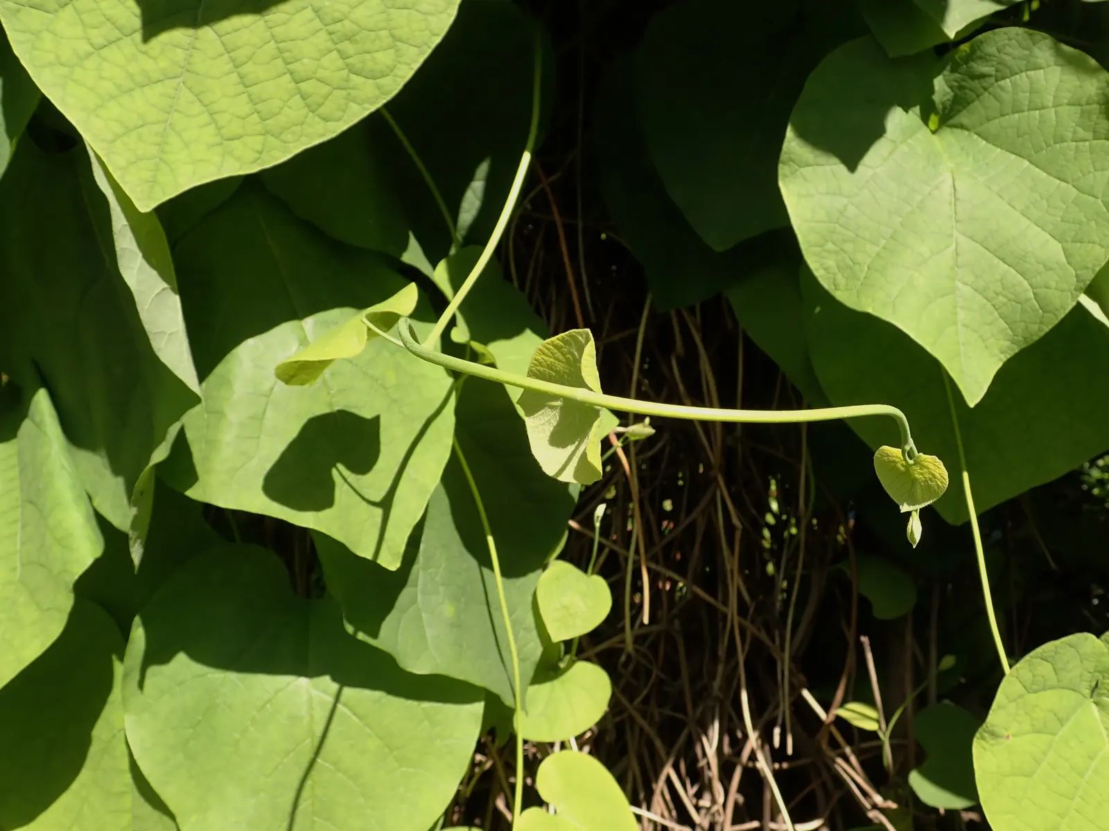 Dutchman's Pipe Vine (Aristolochia Durior) — It thrives in USDA Hardiness Zones 4 through 8 and offers a robust vertical interest in any landscape design; each
