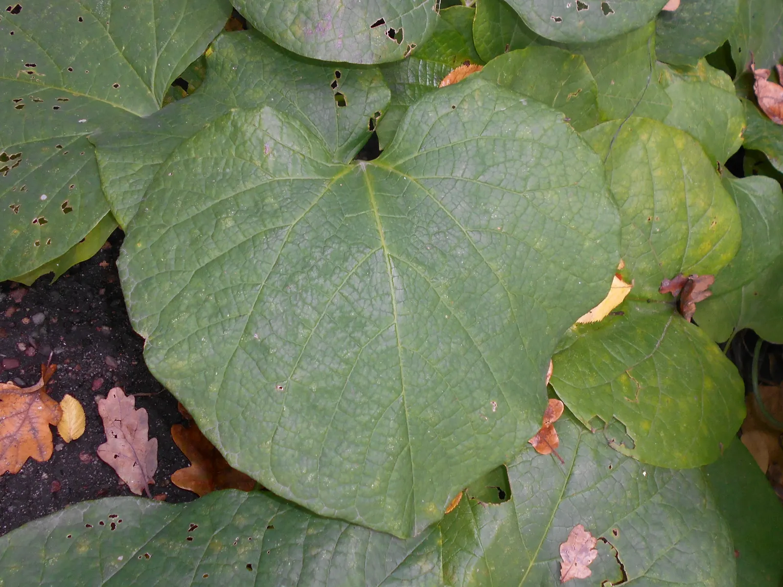Dutchman's Pipe Vine (Aristolochia Durior) — It thrives in USDA Hardiness Zones 4 through 8 and offers a robust vertical interest in any landscape design