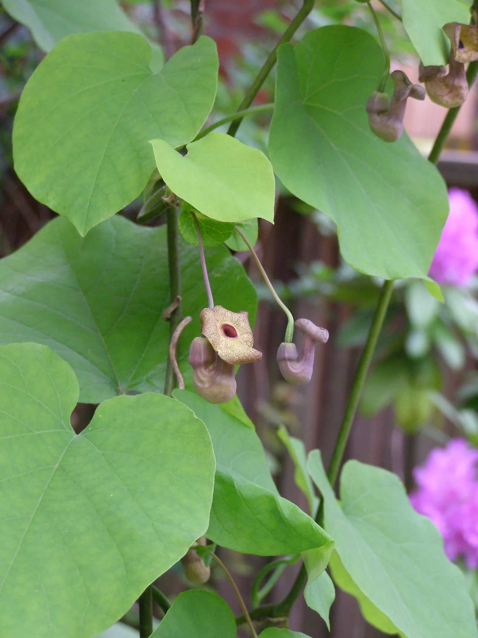 Dutchman's Pipe Vine (Aristolochia Durior) — Thriving in zones 4-8, it can reach heights of 20-30 feet; scientifically known as Aristolochia durior, image 42