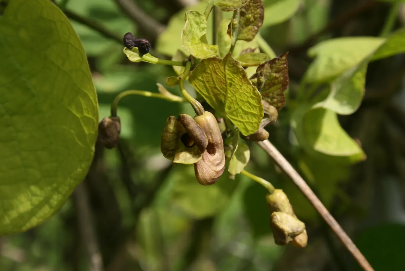Dutchman's Pipe Vine (Aristolochia Durior) — the Dutchman's Pipe Vine creates a dense canopy of greenery that provides excellent coverage for, image 48