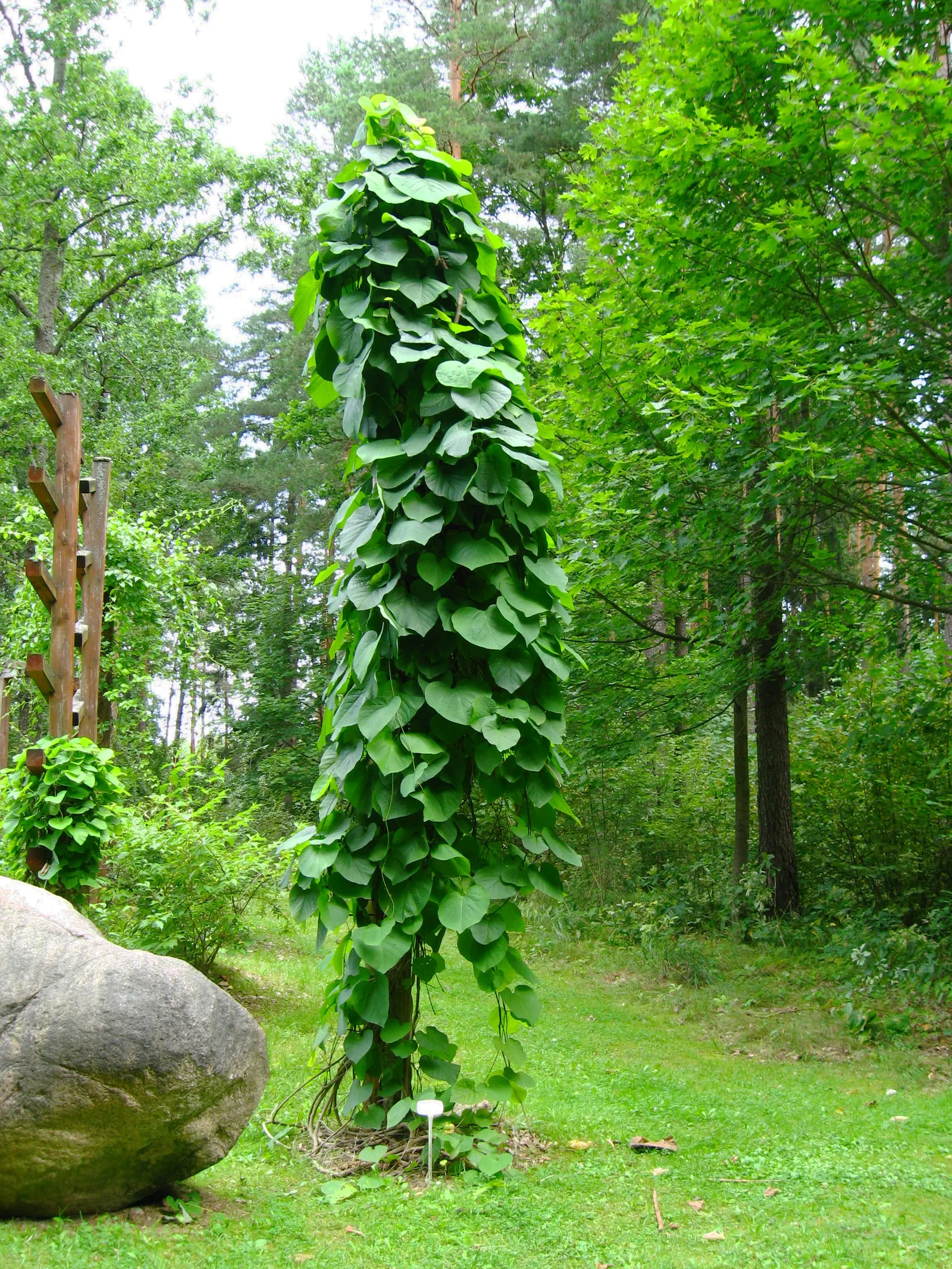 Dutchman's Pipe Vine (Aristolochia Durior) — is a captivating deciduous vine noted for its vigorous growth and unique; it thrives in USDA Hardiness, image 45