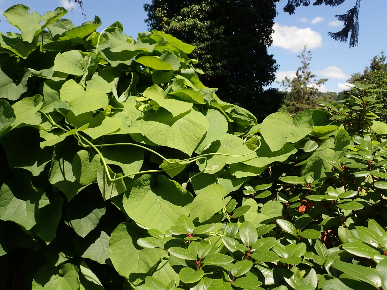 Dutchman's Pipe Vine (Aristolochia Durior) — the Dutchman's Pipe produces peculiar; the vine's twining growth habit allows it to climb structures with ease