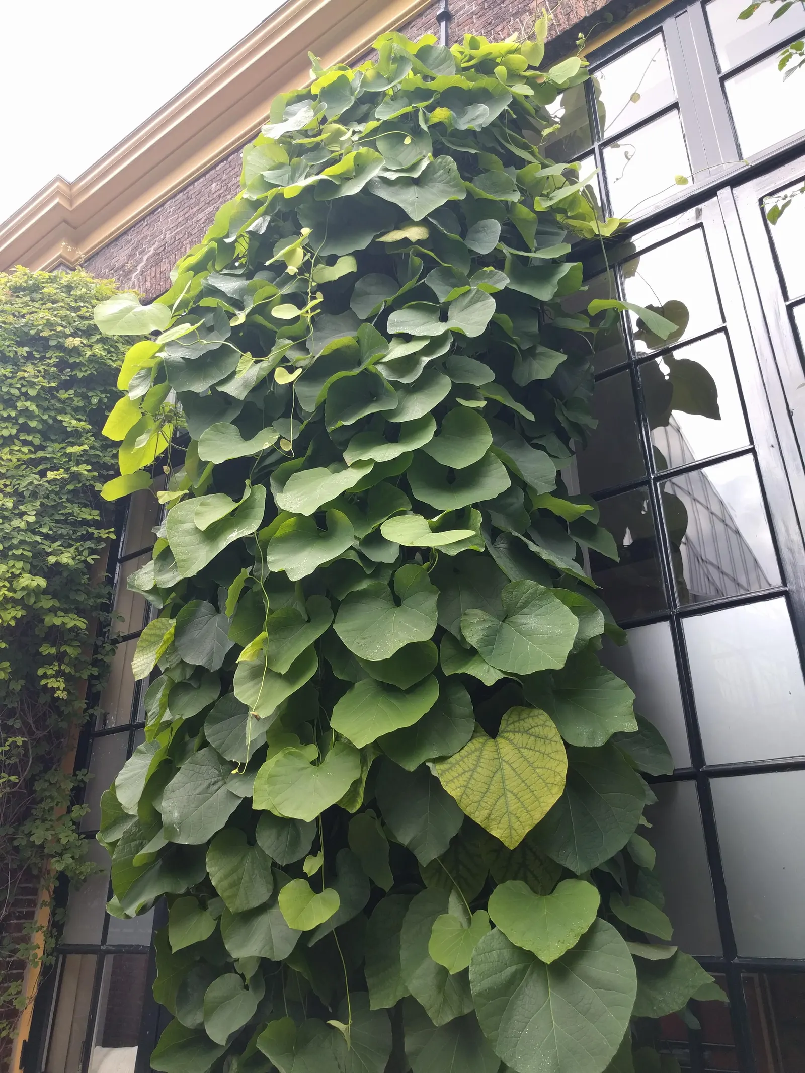 Dutchman's Pipe Vine (Aristolochia Durior) — which can span up to 12 inches wide; these leaves create a lush backdrop, making them ideal for, image 40