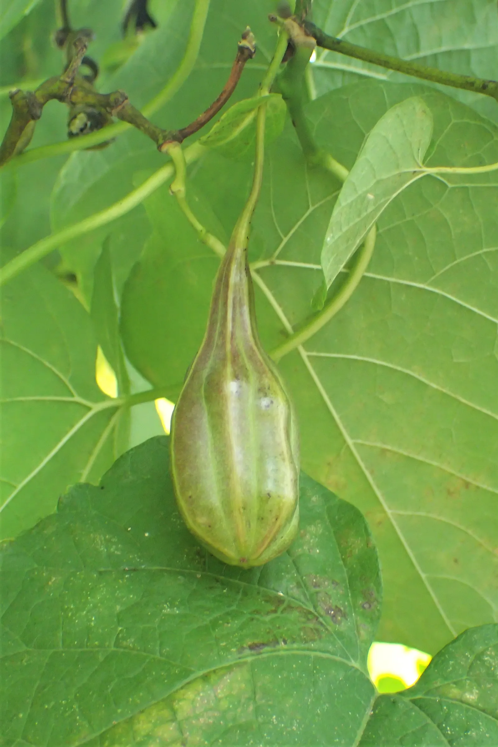 Dutchman's Pipe Vine (Aristolochia Durior) — Each flower measures approximately 2 to 3 inches in length; is a captivating deciduous vine noted for its vigorous